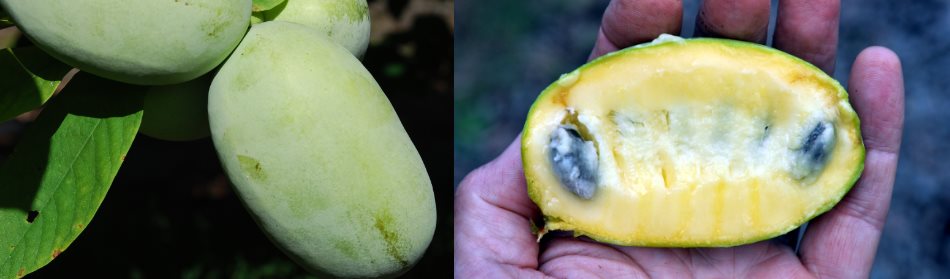 Paw Paws