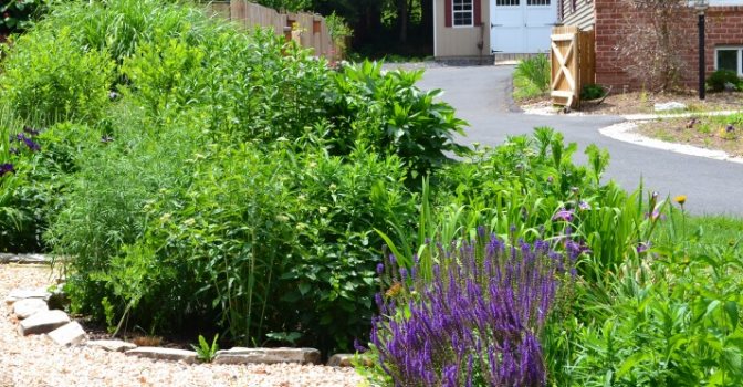 Rain Gardens