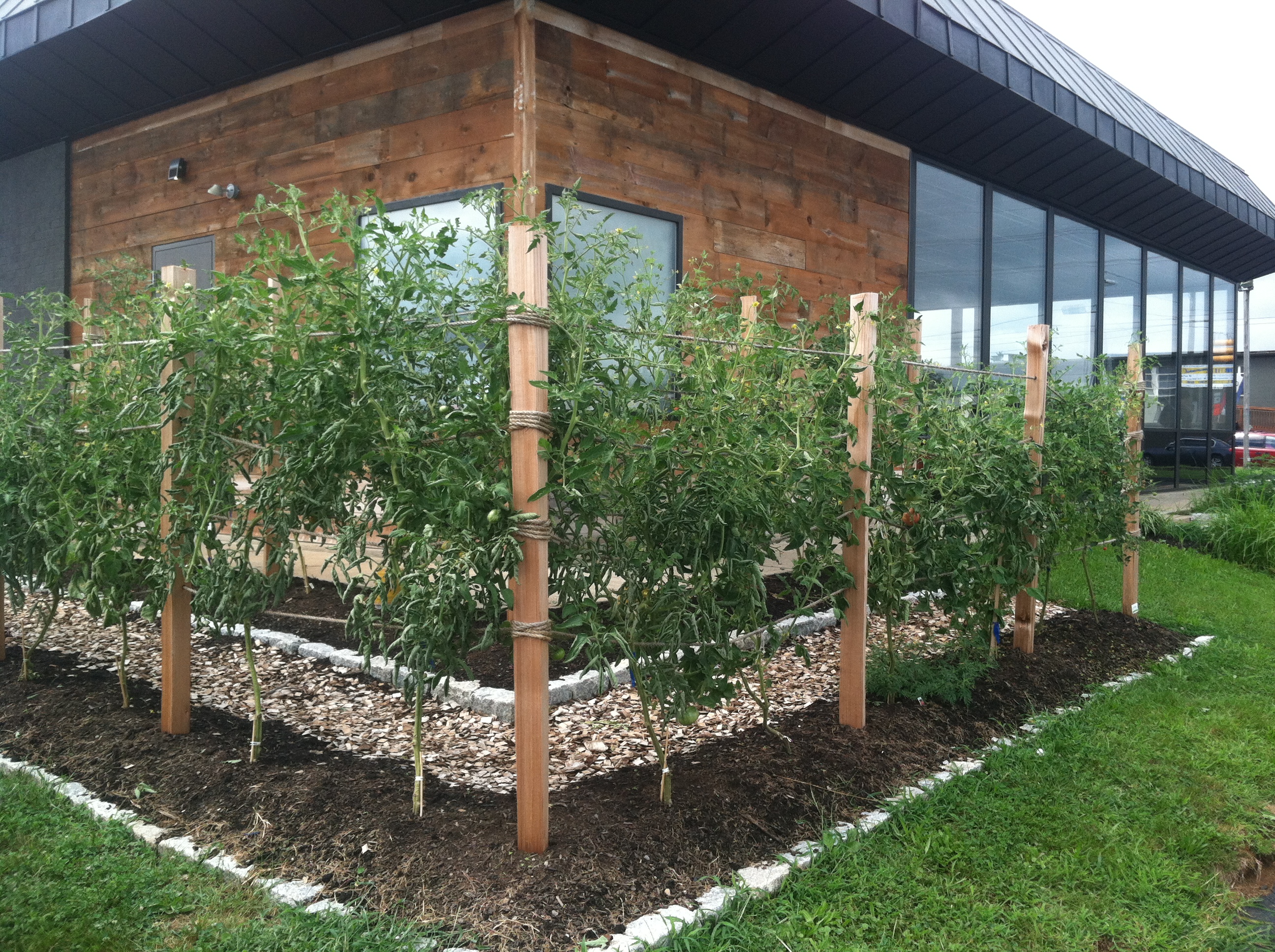 Tomato Trellis | Ecologia Design / 240.344.5625